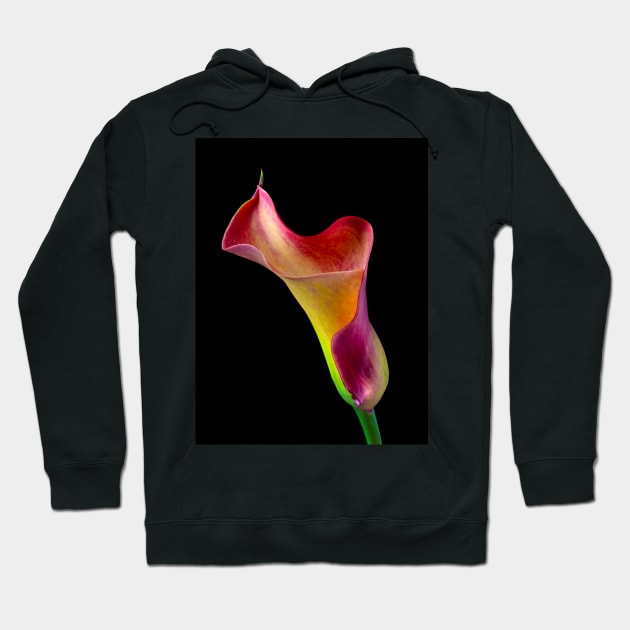 Wavy Colorful Calla lily Hoodie by photogarry